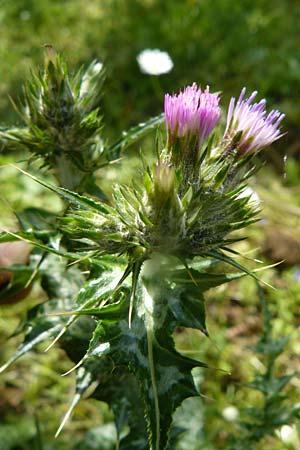 Carduus pycnocephalus \ Knuelkpfige Distel / Plymouth Thistle, Lesbos Vasilika 21.4.2014