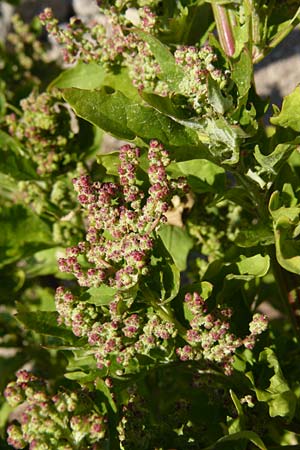 Chenopodium quinoa \ Reismelde, Inka-Reis / Quinoa, Lesbos Sigri 14.4.2014