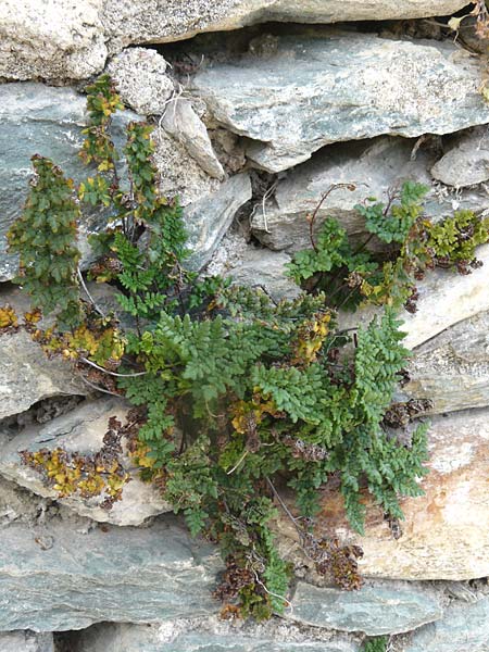 Oeosporangium pteridioides subsp. acrosticum \ Mauer-Pelzfarn, Mauer-Lippenfarn / Lip Fern, Lesbos Plomari 20.4.2014