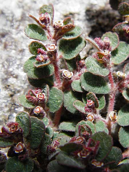 Chamaesyce canescens \ Graue Wolfsmilch / Small Spurge, Lesbos Molyvos 19.4.2014