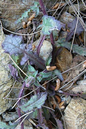 Campanula lyrata \ Leierfrmige Glockenblume / Rock Bellflower, Lesbos Lambou Mili 16.4.2014