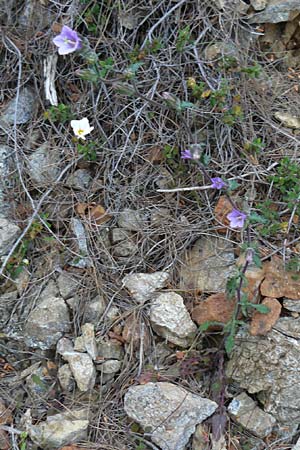 Campanula lyrata \ Leierfrmige Glockenblume, Lesbos Lambou Mili 16.4.2014