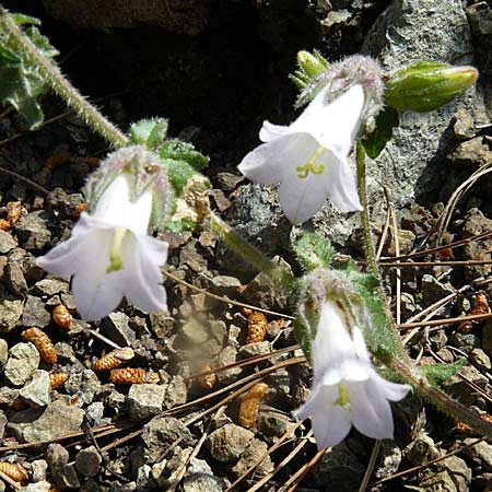 Campanula lyrata / Rock Bellflower, Lesbos Polichnitos 21.4.2014