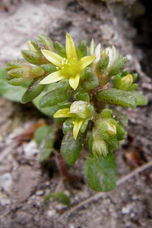 Sedum litoreum \ Strand-Mauerpfeffer, Lesbos Mytilini 23.4.2014