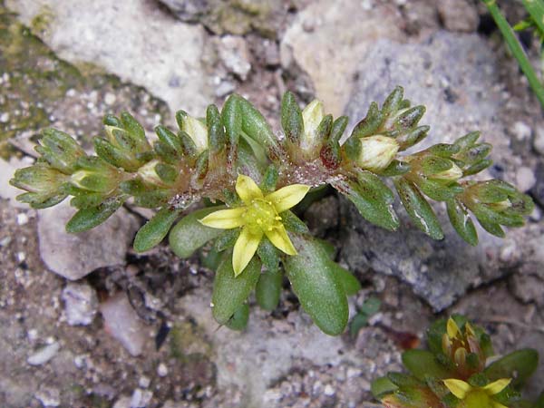 Sedum litoreum \ Strand-Mauerpfeffer, Lesbos Mytilini 23.4.2014