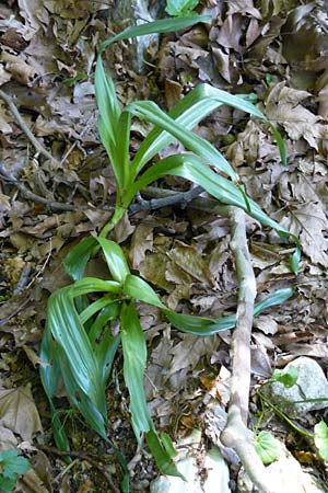 Colchicum variegatum ? \ Spte Schachbrett-Zeitlose, Lesbos Agiasos 24.4.2014