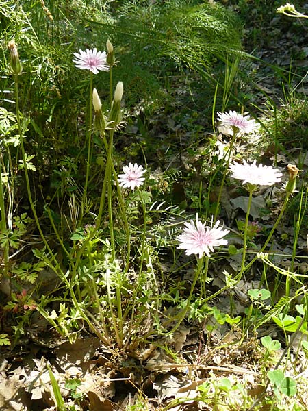 Crepis rubra \ Roter Pippau, Lesbos Andissa 14.4.2014