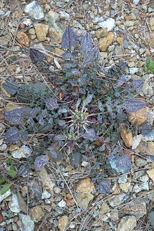 Centaurea raphanina subsp. mixta \ Rettichartige Flockenblume / Knapweed, Lesbos Lambou Mili 16.4.2014