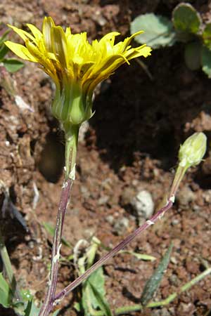 Reichardia picroides \ Bitterkraut-Reichardie, Lesbos Petra 19.4.2014