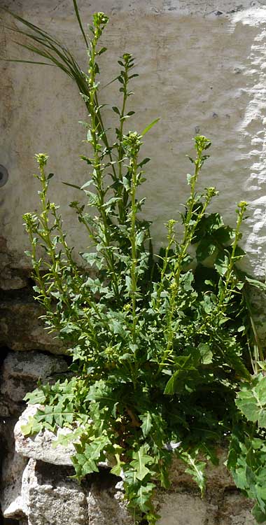 Sisymbrium polyceratium / Short-Fruit Hedge Mustard, Lesbos Asomatos 24.4.2014