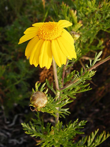 Glebionis segetum \ Saat-Wucherblume, Saat-Goldblume, Lesbos Mytilini 13.4.2014