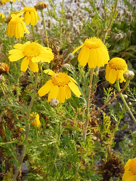 Glebionis segetum \ Saat-Wucherblume, Saat-Goldblume / Corn Marygold, Lesbos Mytilini 13.4.2014