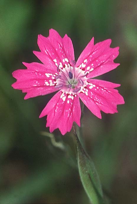 Dianthus diffusus \ Klebrige Nelke / Pink, Lesbos Mantamados 15.5.1995