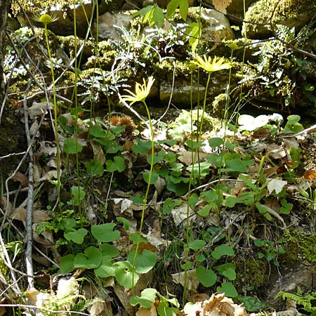 Doronicum orientale \ stliche Gmswurz, Lesbos Agiasos 15.4.2014