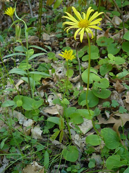 Doronicum orientale \ stliche Gmswurz / Caucasian Leopard's-Bane, Lesbos Agiasos 15.4.2014