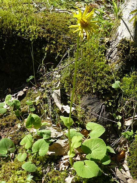 Doronicum orientale \ stliche Gmswurz, Lesbos Agiasos 15.4.2014