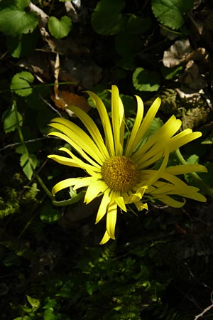 Doronicum orientale \ stliche Gmswurz / Caucasian Leopard's-Bane, Lesbos Agiasos 15.4.2014