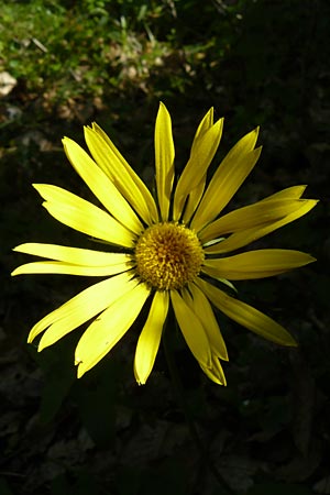 Doronicum orientale \ stliche Gmswurz, Lesbos Agiasos 15.4.2014