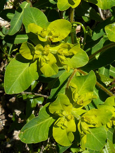 Euphorbia oblongata \ Eiblttrige Wolfsmilch, Lesbos Agiasos 15.4.2014