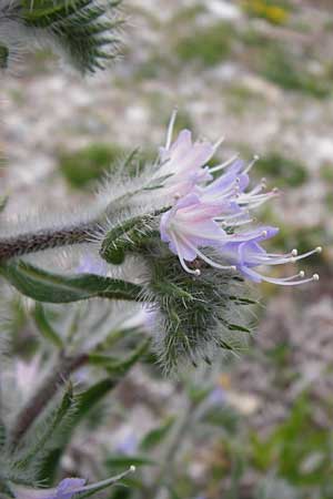 Echium italicum / Italian Bugloss, Lesbos Mytilini 13.4.2014