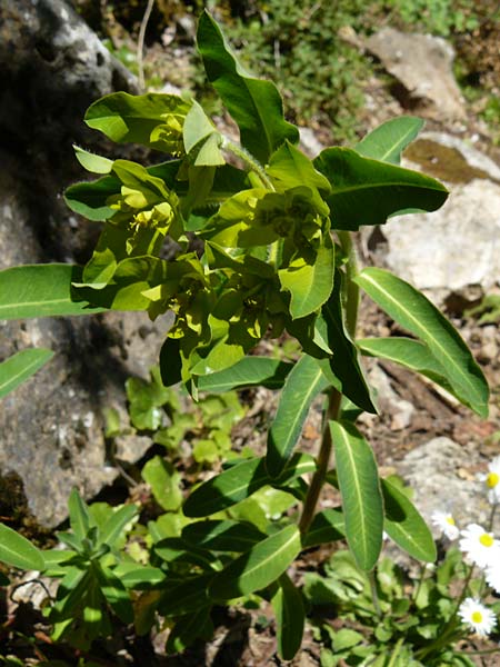 Euphorbia oblongata \ Eiblttrige Wolfsmilch, Lesbos Agiasos 15.4.2014