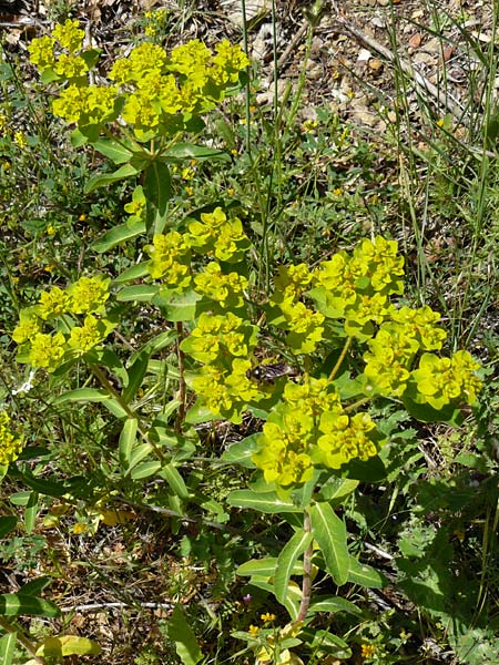 Euphorbia oblongata \ Eiblttrige Wolfsmilch, Lesbos Agiasos 24.4.2014