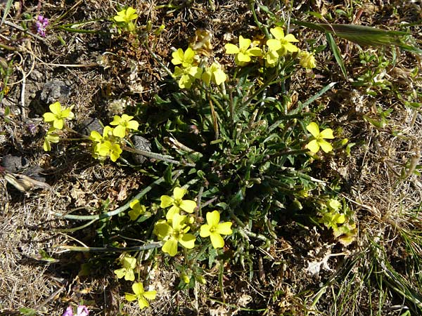 Erysimum senoneri subsp. icaricum \ Ikaria-Schterich, Lesbos Sigri 14.4.2014