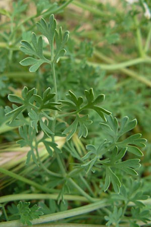 Fumaria officinalis \ Echter Erdrauch / Common Fumitory, Lesbos Polichnitos 16.4.2014