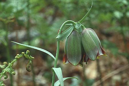 Fritillaria pontica / Pontic Fritillary, Lesbos Agiasos 12.5.1995