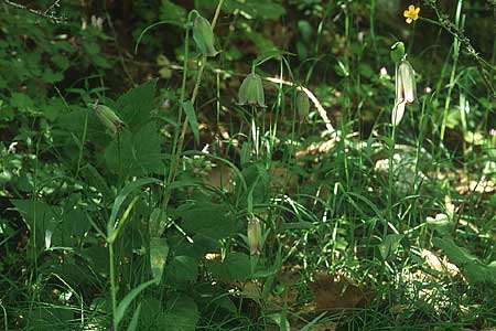 Fritillaria pontica \ Balkan-Schachblume / Pontic Fritillary, Lesbos Agiasos 17.5.1995