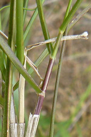 Sporobolus virginicus \ Stechendes Vilfagras, Strand-Fallsamengras / Seashore Dropseed, Sand Coach, Lesbos Polichnitos 16.4.2014