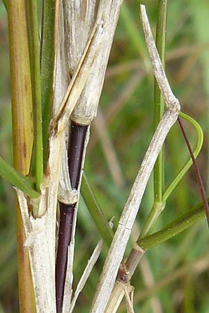 Sporobolus virginicus \ Stechendes Vilfagras, Strand-Fallsamengras / Seashore Dropseed, Sand Coach, Lesbos Polichnitos 16.4.2014