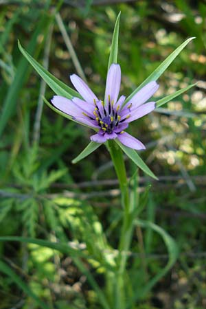 Tragopogon hybridus \ Bastard-Bocksbart, Lesbos Andissa 14.4.2014