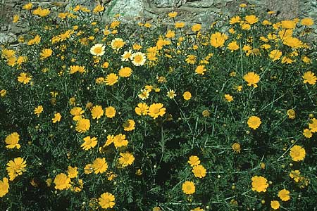 Glebionis coronaria \ Kronen-Wucherblume / Crown Daisy, Lesbos Mytilini 11.5.1995