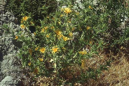 Scolymus hispanicus \ Spanische Golddistel, Lesbos Sigri 14.5.1995