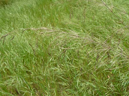 Oloptum miliaceum \ Gewhnlicher Grannenreis / Rice Grass, Smilo Grass, Lesbos Asomatos 17.4.2014