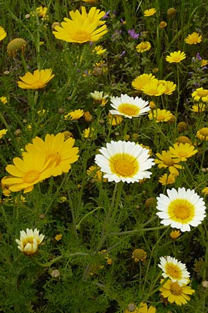 Glebionis segetum \ Saat-Wucherblume, Saat-Goldblume / Corn Marygold, Lesbos Mytilini 23.4.2014