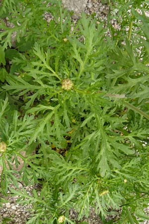 Glebionis segetum \ Saat-Wucherblume, Saat-Goldblume, Lesbos Mytilini 23.4.2014