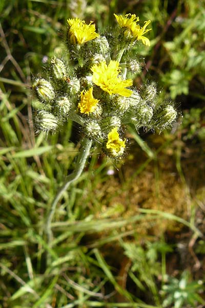 Hieracium cymosum \ Trugdoldiges Habichtskraut / Cymose Hawkweed, Lesbos Asomatos 24.4.2014