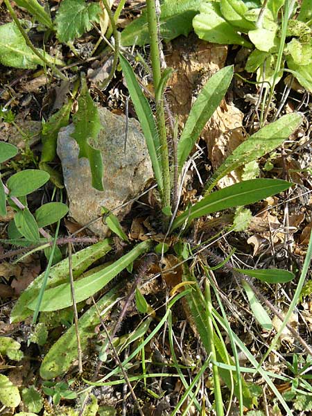 Hieracium cymosum \ Trugdoldiges Habichtskraut, Lesbos Asomatos 24.4.2014