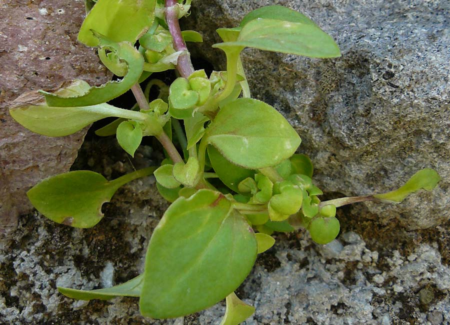 Theligonum cynocrambe \ Hundskohl / Dog's Cabbage, Lesbos Sigri 22.4.2014