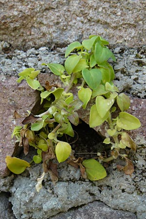 Theligonum cynocrambe \ Hundskohl / Dog's Cabbage, Lesbos Sigri 22.4.2014