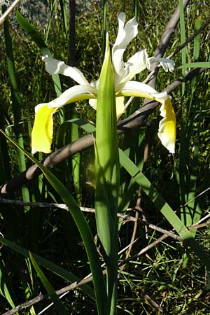 Iris orientalis \ Orientalische Schwertlilie, Lesbos Kalloni 18.4.2014