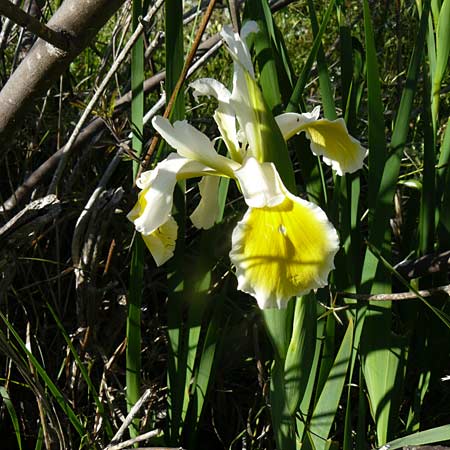 Iris orientalis \ Orientalische Schwertlilie, Lesbos Kalloni 18.4.2014