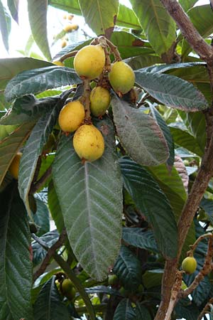 Rhaphiolepis bibas \ Japanische Wollmispel / Loquat, Lesbos Molyvos 19.4.2014