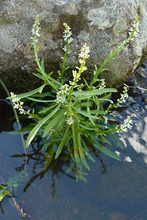 Lepidium graminifolium \ Grasblttrige Kresse / Tall Pepperwort, Lesbos Kalloni 18.4.2014