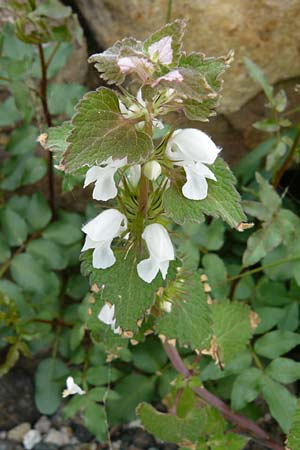 Lamium moschatum \ Moschus-Taubnessel / Musk Dead-Nettle, Lesbos Polichnitos 16.4.2014