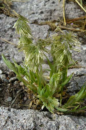 Lamarckia aurea \ Gold-Gras, Lesbos Molyvos 19.4.2014