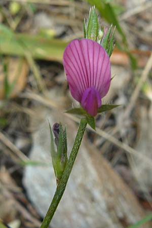 Onobrychis aequidentata \ Gleichzhnige Esparsette / Equal-Toothed Sainfoin, Lesbos Plomari 20.4.2014