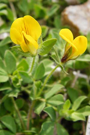 Lotus edulis \ Essbarer Hornklee / Edible Bird's-Foot Trefoil, Lesbos Tarti 23.4.2014